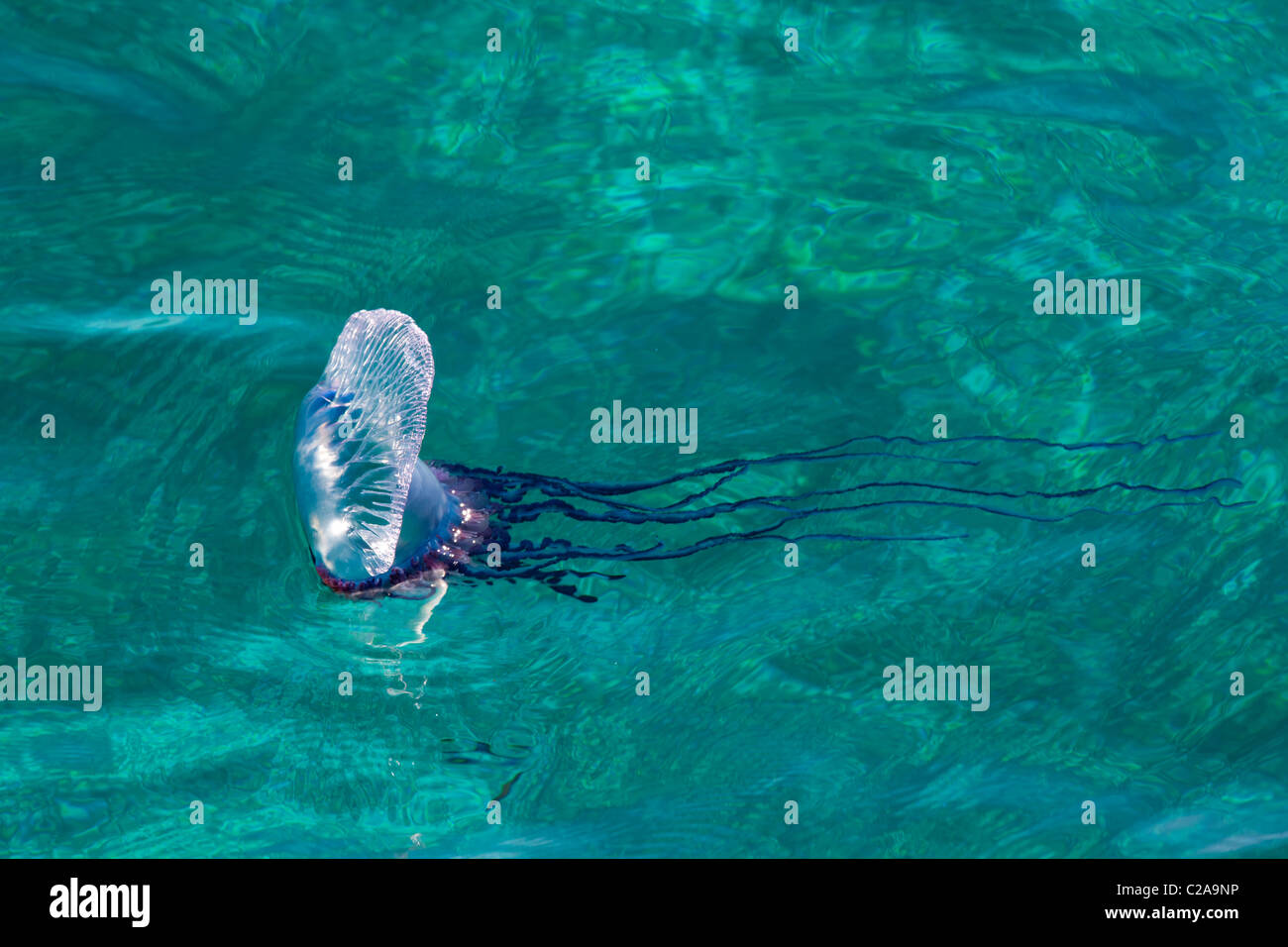 Portuguese Man of War, a jelly-like marine invertebrate of the family Physallidae, floating in the wind and current Stock Photo