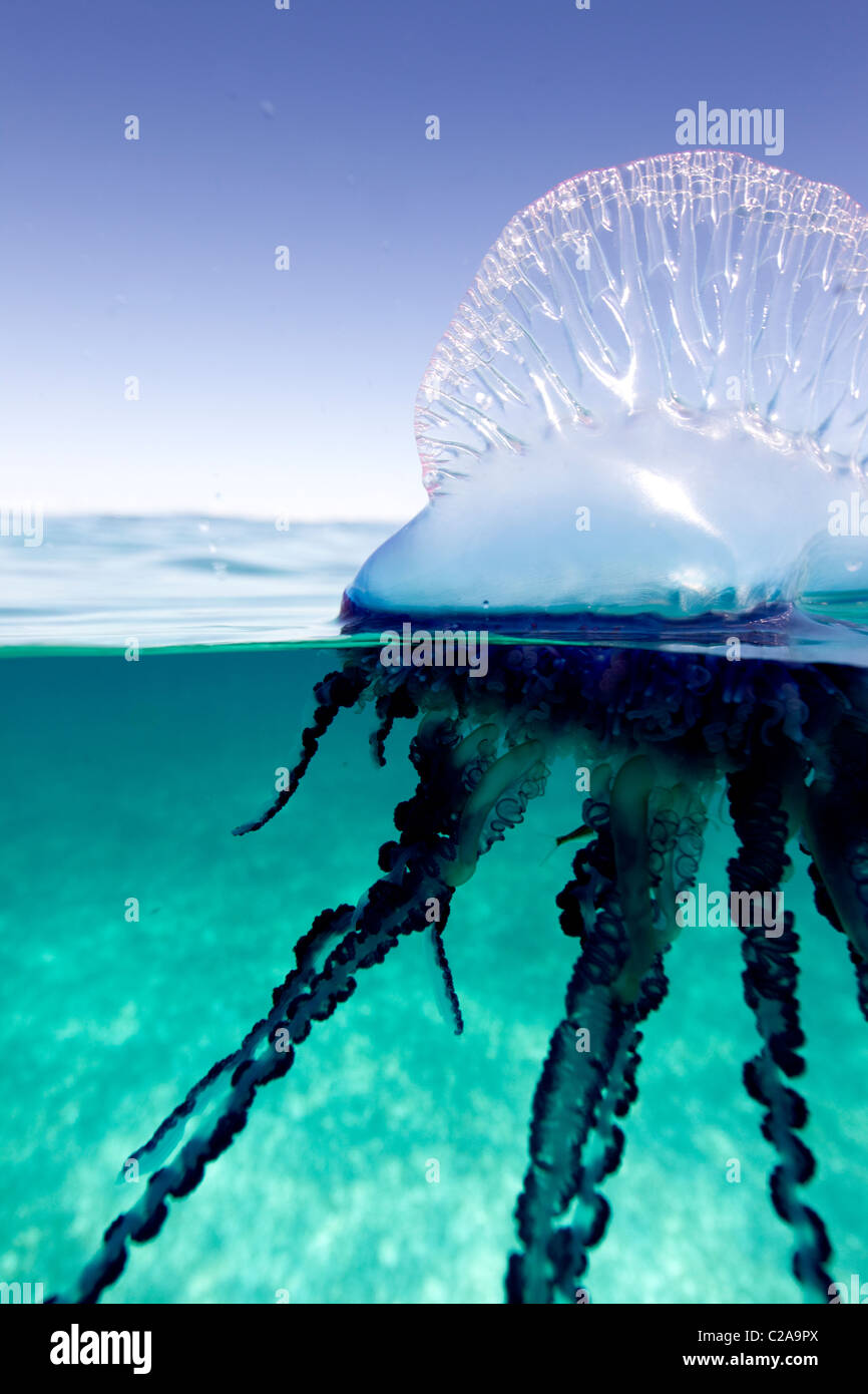 Over/under view of a Portuguese Man of War, a jelly-like marine invertebrate of the Family Physallidae. Stock Photo