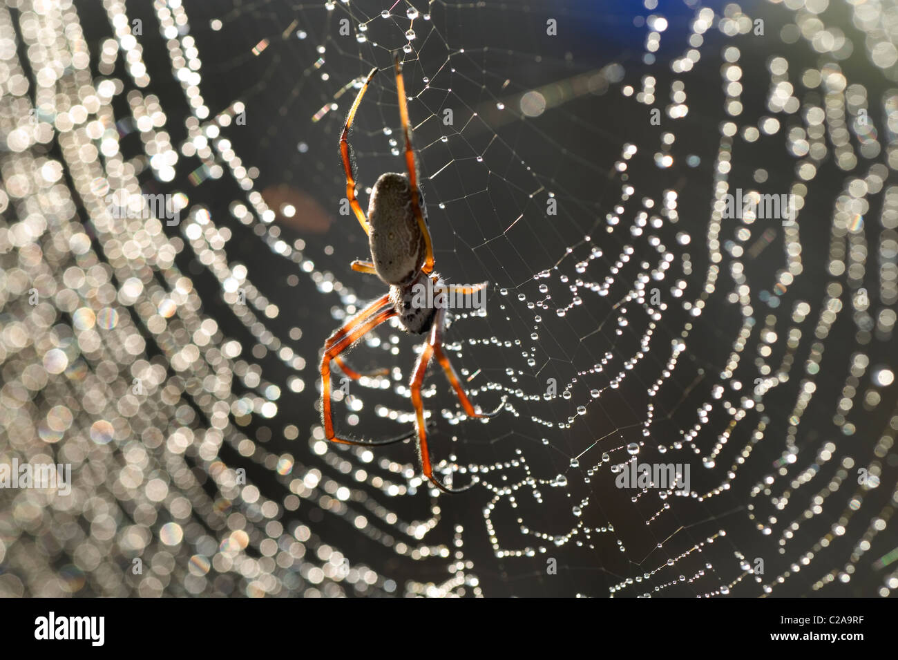 cobwebs with water drops Golden Orb Spider Stock Photo