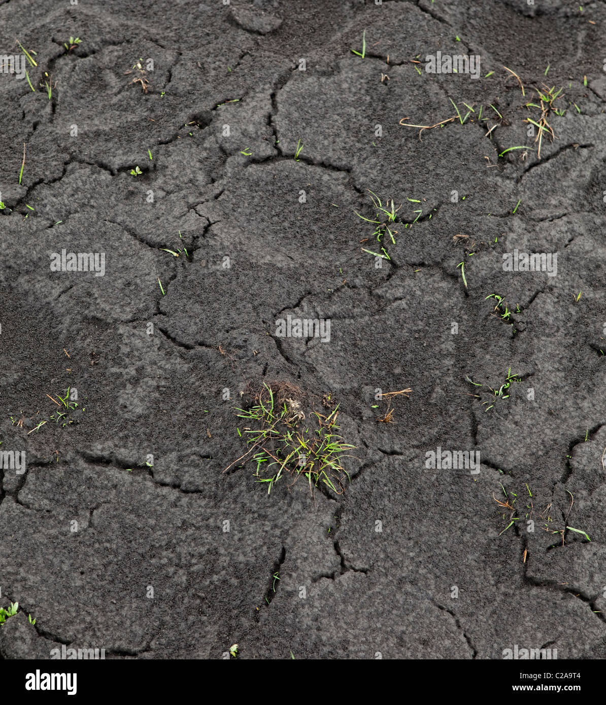 New grass grows in ash fall from Eyjjafjallajokull volcanic eruption
