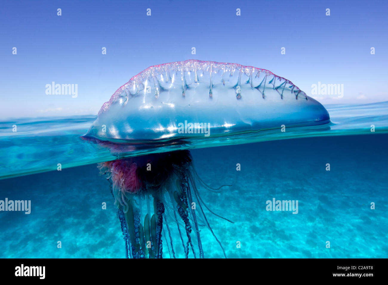Over/under view of a Portuguese Man of War, a jelly-like marine invertebrate of the Family Physallidae. Stock Photo