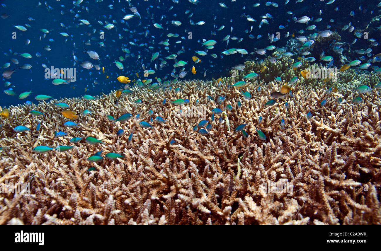 Staghorn coral with schooling blue damsel fish on Indonesian coral reef Stock Photo