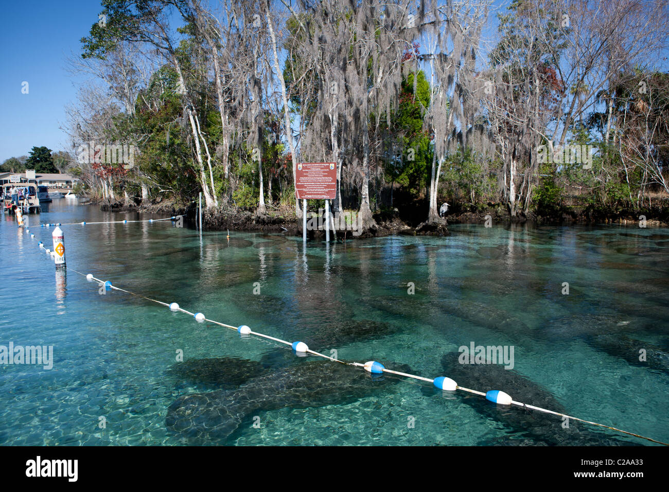 Manatees congregate in the warmer water of the head springs of the Crystal River Stock Photo