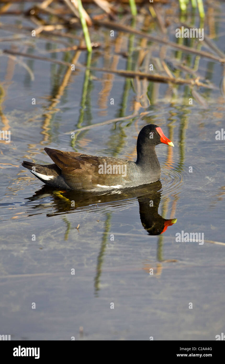 Common Moorhen swimming in Everglades National Park Stock Photo