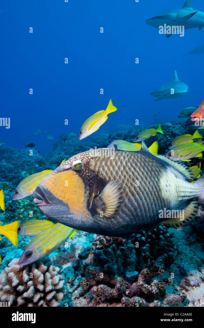 Titan or giant triggerfish (Balistoides viridescens) giving the once-over to an unsuspecting photographer Stock Photo