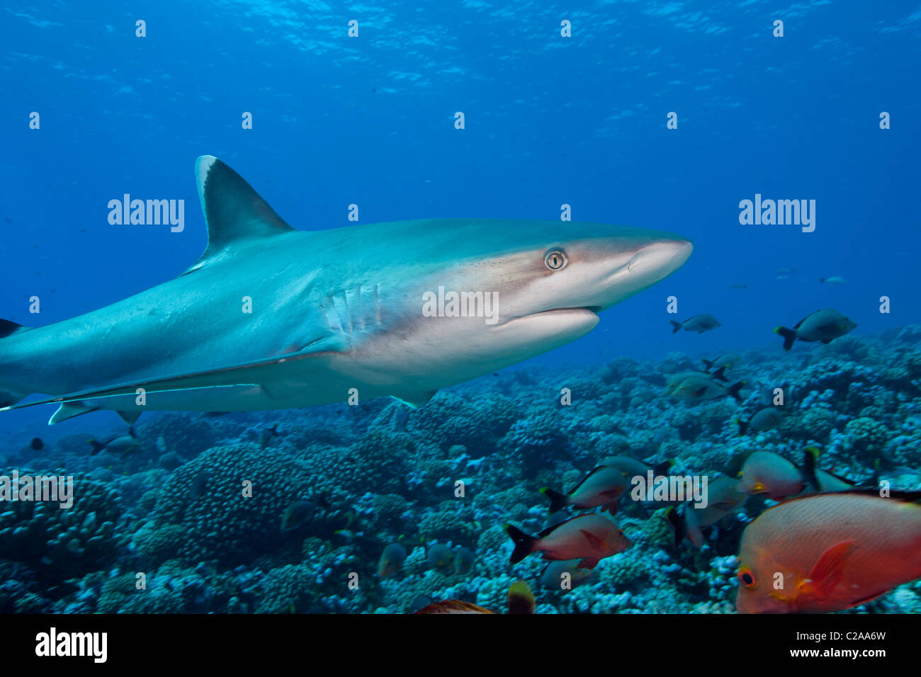 Graceful lines of a Silvertip shark (Carcharhinus albimarginatus) swimming above a coral reef in Rangiroa. Stock Photo