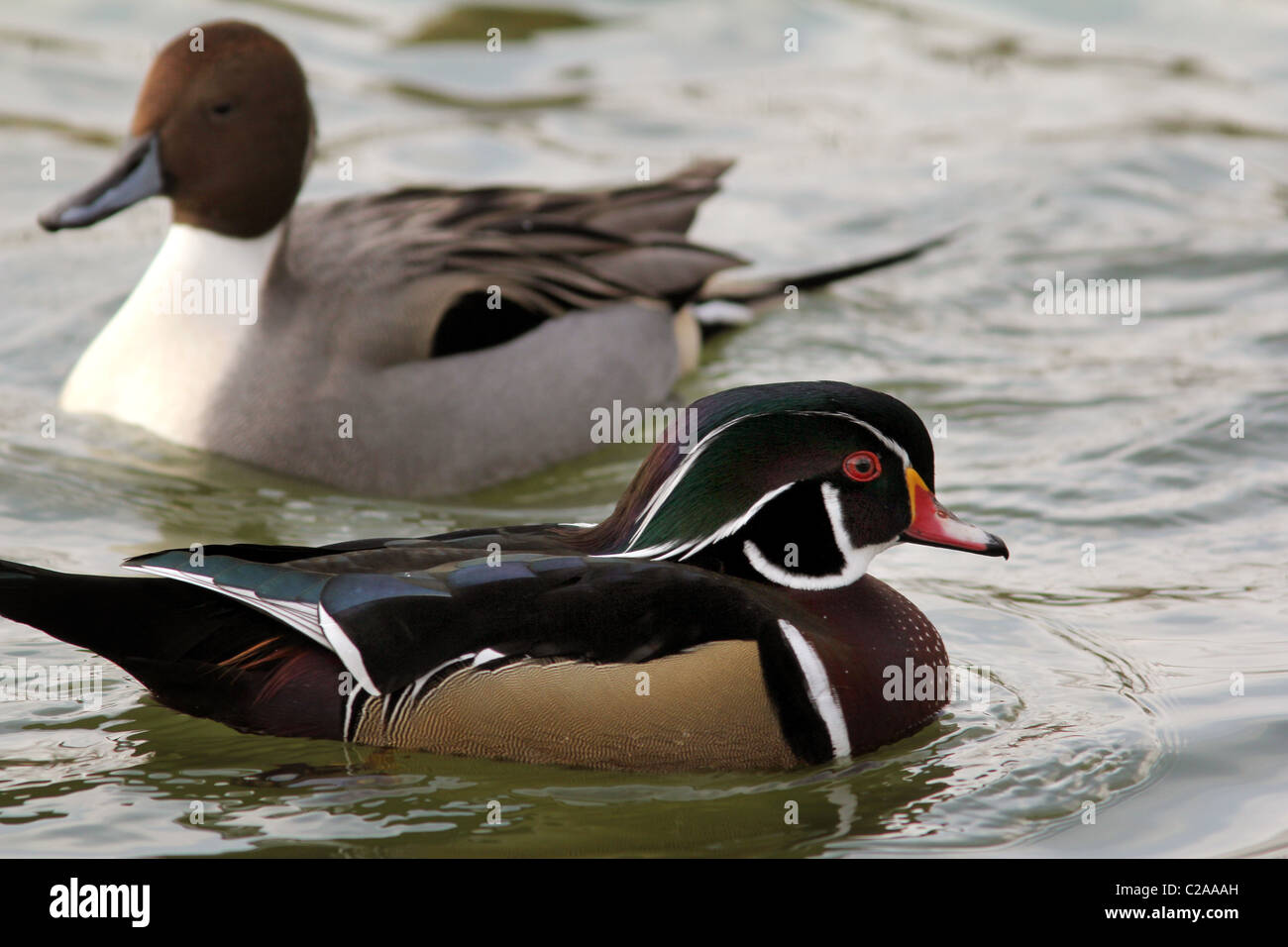 wood duck pintail duck male pond Ohio Stock Photo Alamy