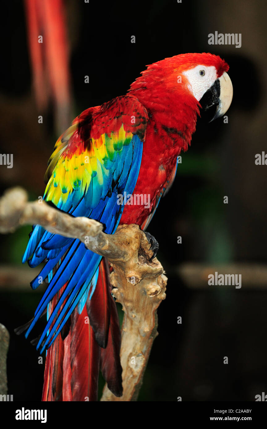 Macaw Roo Macaw in Playa del Carmen, Quintana Roo, Mexico Stock Photo - Alamy