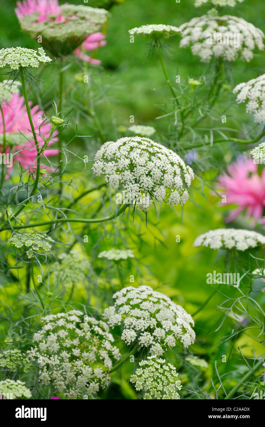 2000 Ammi Majus Bishops Flower Seeds - False Queen Anne's Lace Non-GMO USA
