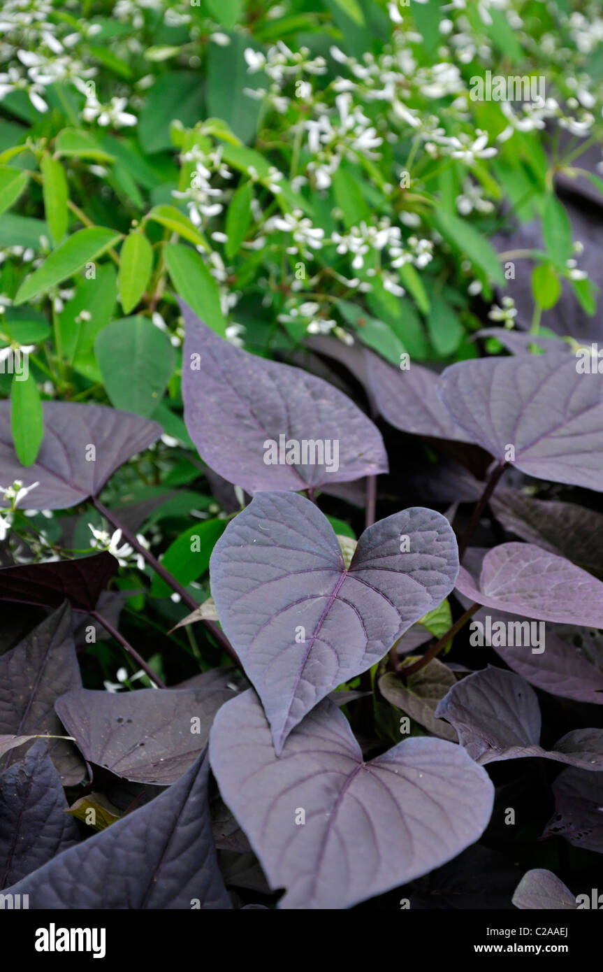 Sweet potato (Ipomoea batatas 'Black Heart') and spurge (Euphorbia hypericifolia 'Diamond Frost') Stock Photo