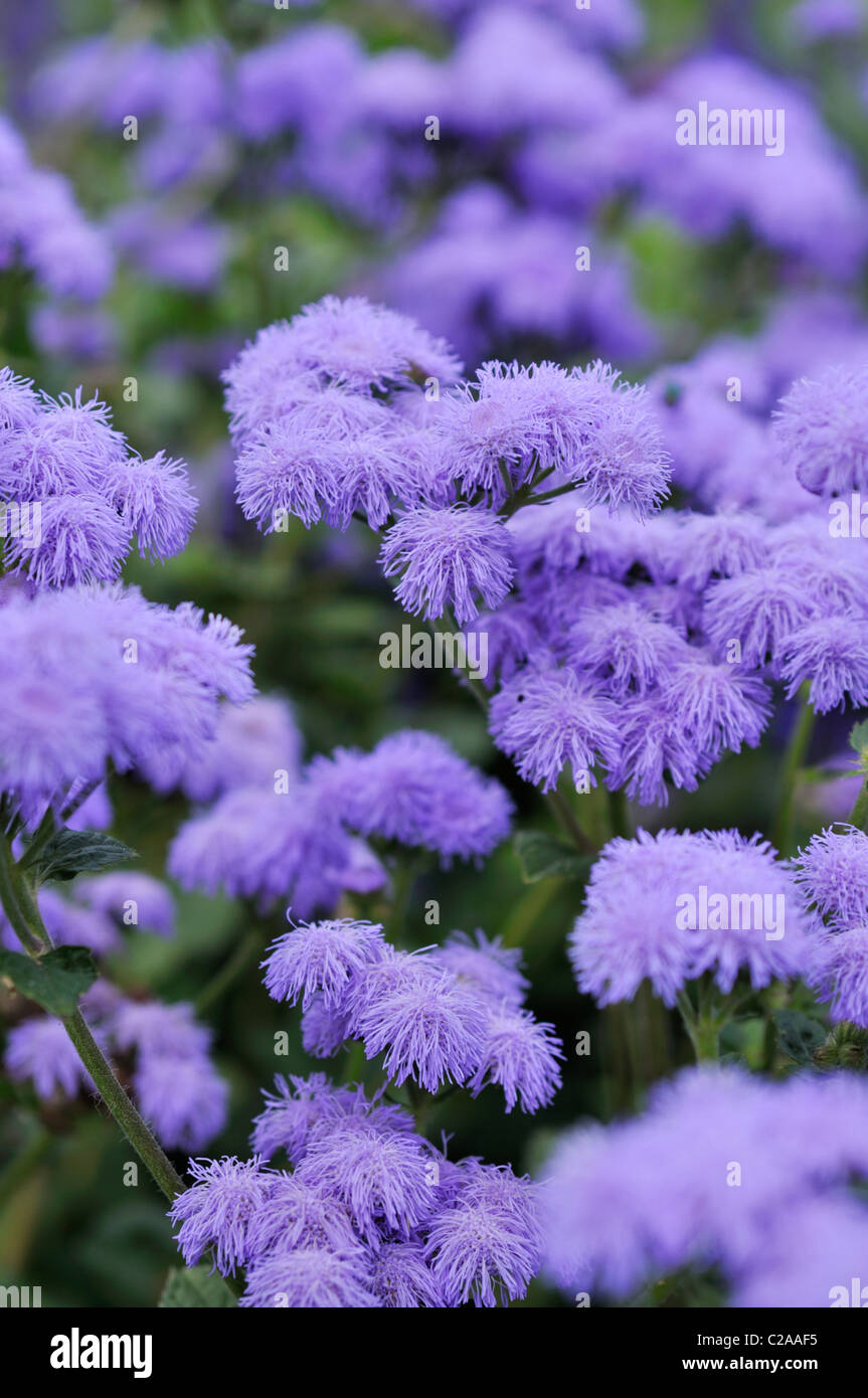 Floss Flower Ageratum Houstonianum Blue Horizon Stock Photo Alamy