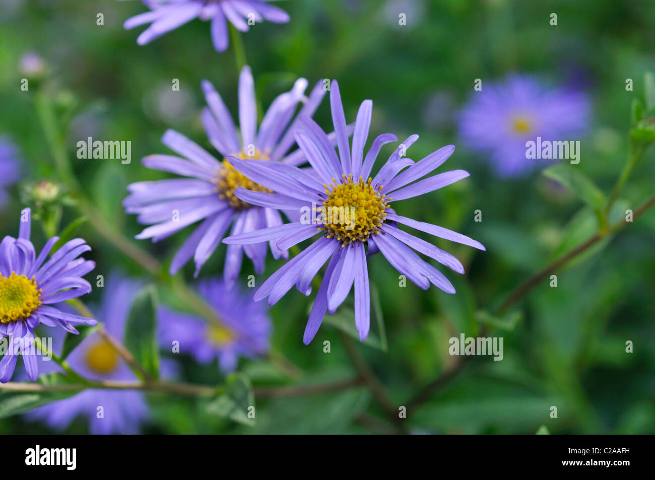 Cut-leaved daisy (Brachyscome multifida 'Harmony') Stock Photo