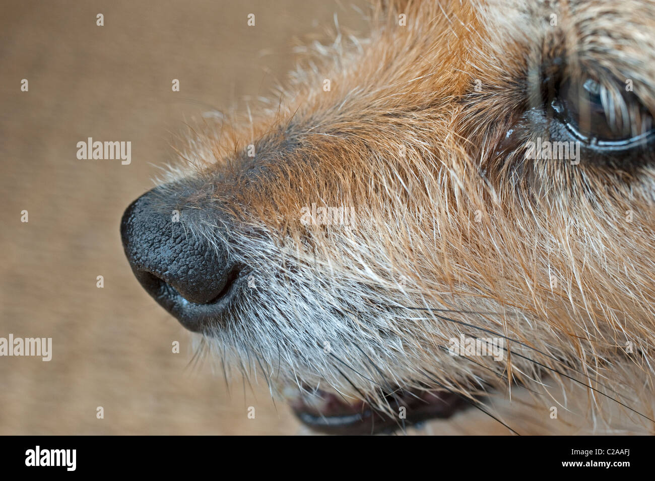 The nose of a dog is arguably it's most important and sensitive sensory organ Stock Photo Alamy