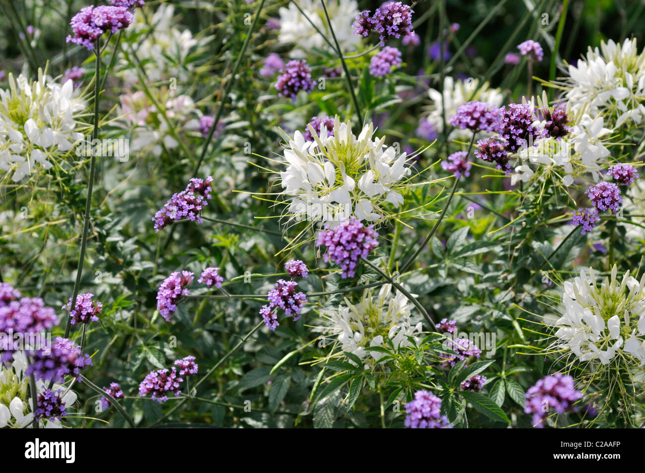 Spider flower (Tarenaya hassleriana 'Sparkler White' syn. Cleome hassleriana 'Sparkler White') and purpletop vervain (Verbena bonariensis) Stock Photo