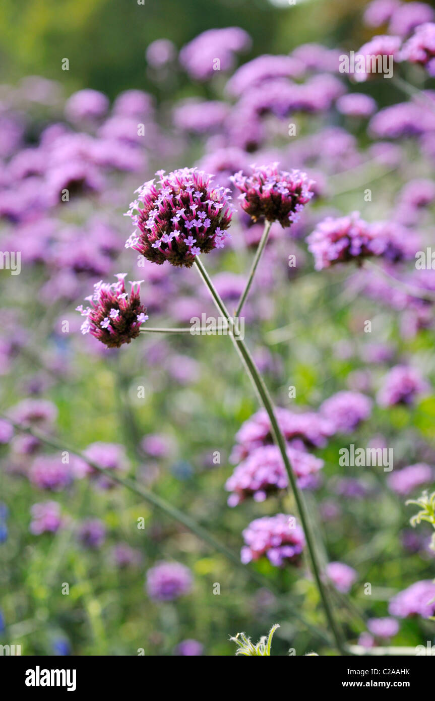 Purpletop vervain (Verbena bonariensis) Stock Photo