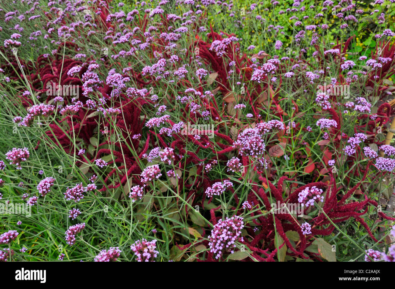 Purpletop vervain (Verbena bonariensis) and red amaranth (Amaranthus cruentus) Stock Photo