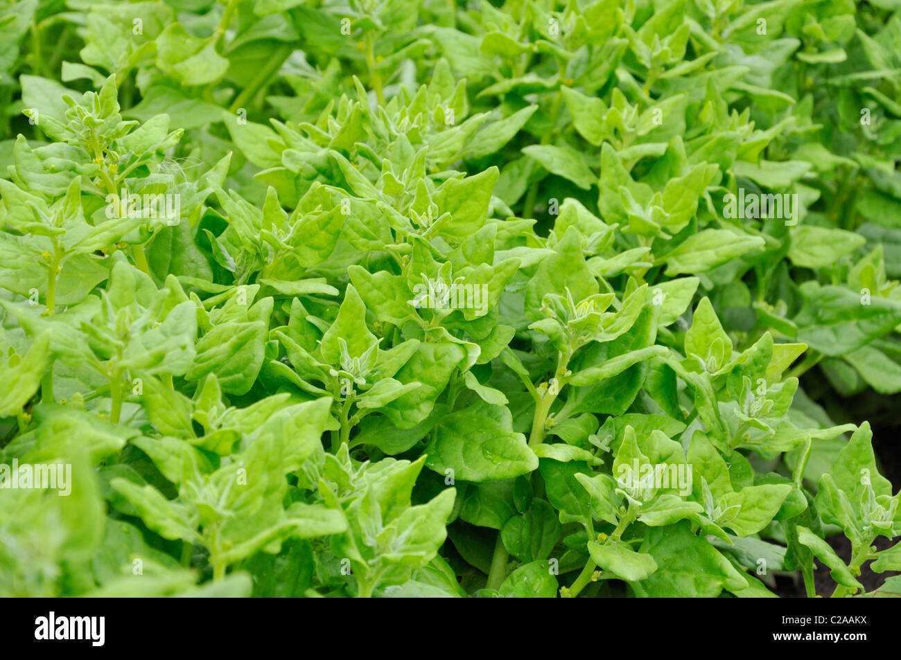 New Zealand spinach (Tetragonia tetragonioides) Stock Photo