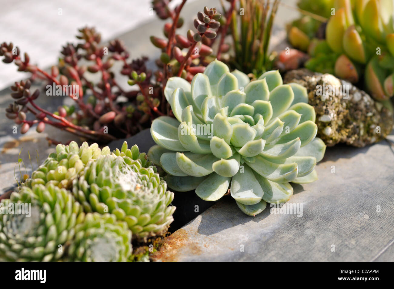 Succulents in a metal container Stock Photo Alamy