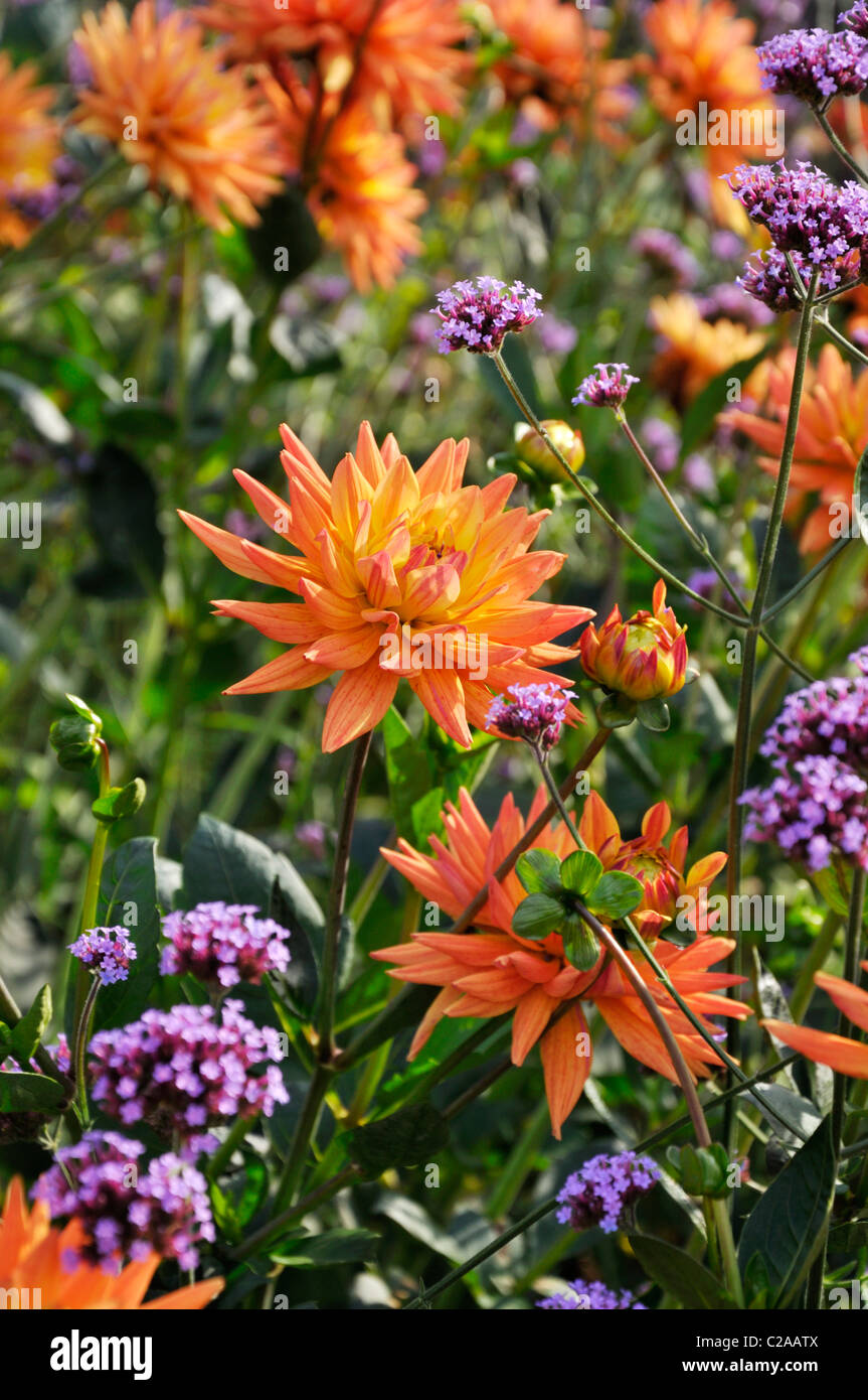 Decorative dahlia (Dahlia Karma Naomi) and purpletop vervain (Verbena bonariensis) Stock Photo