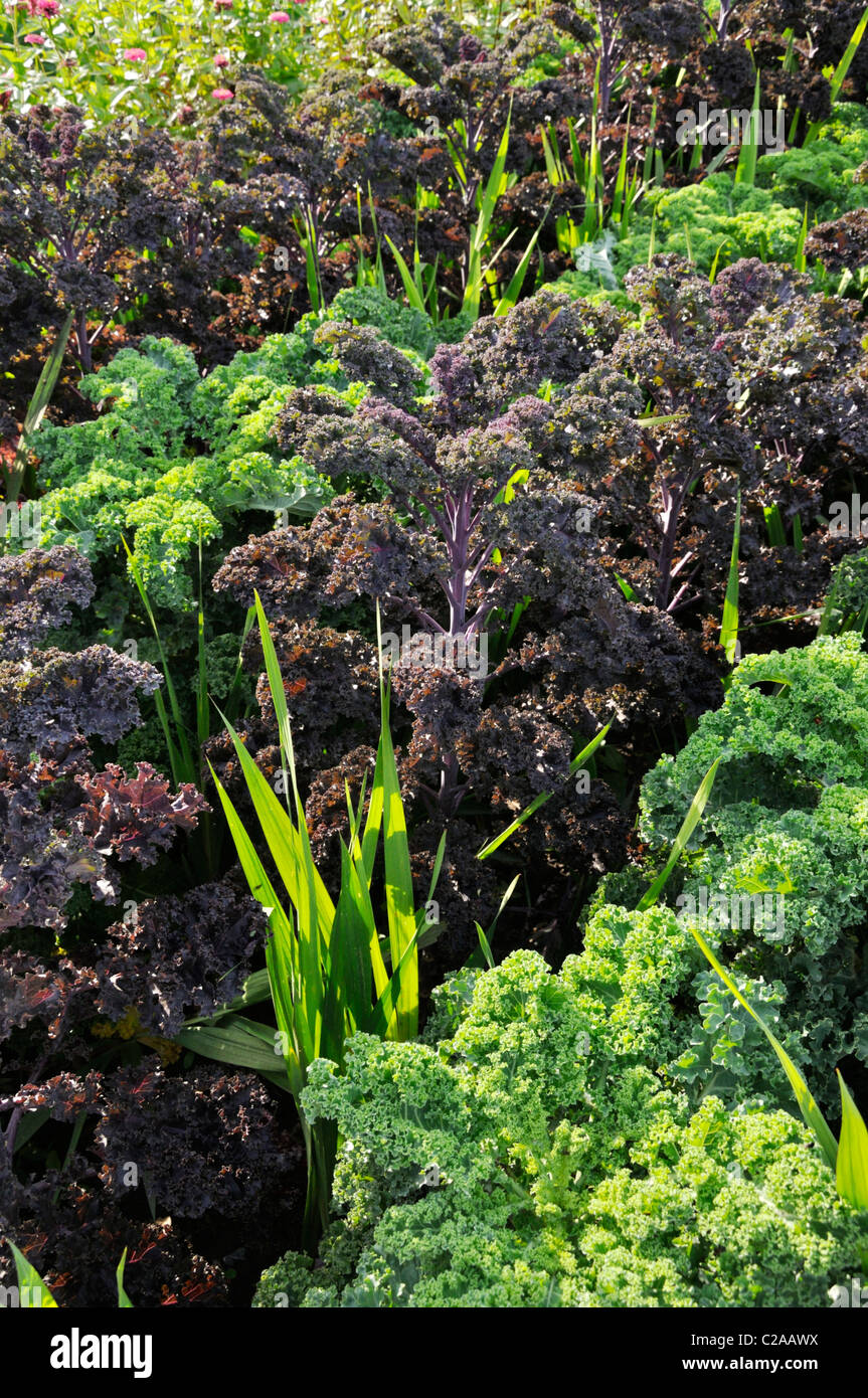 Green cabbage (Brassica oleracea var. sabellica 'Redbor' and Brassica oleracea var. sabellica 'Reflex') Stock Photo