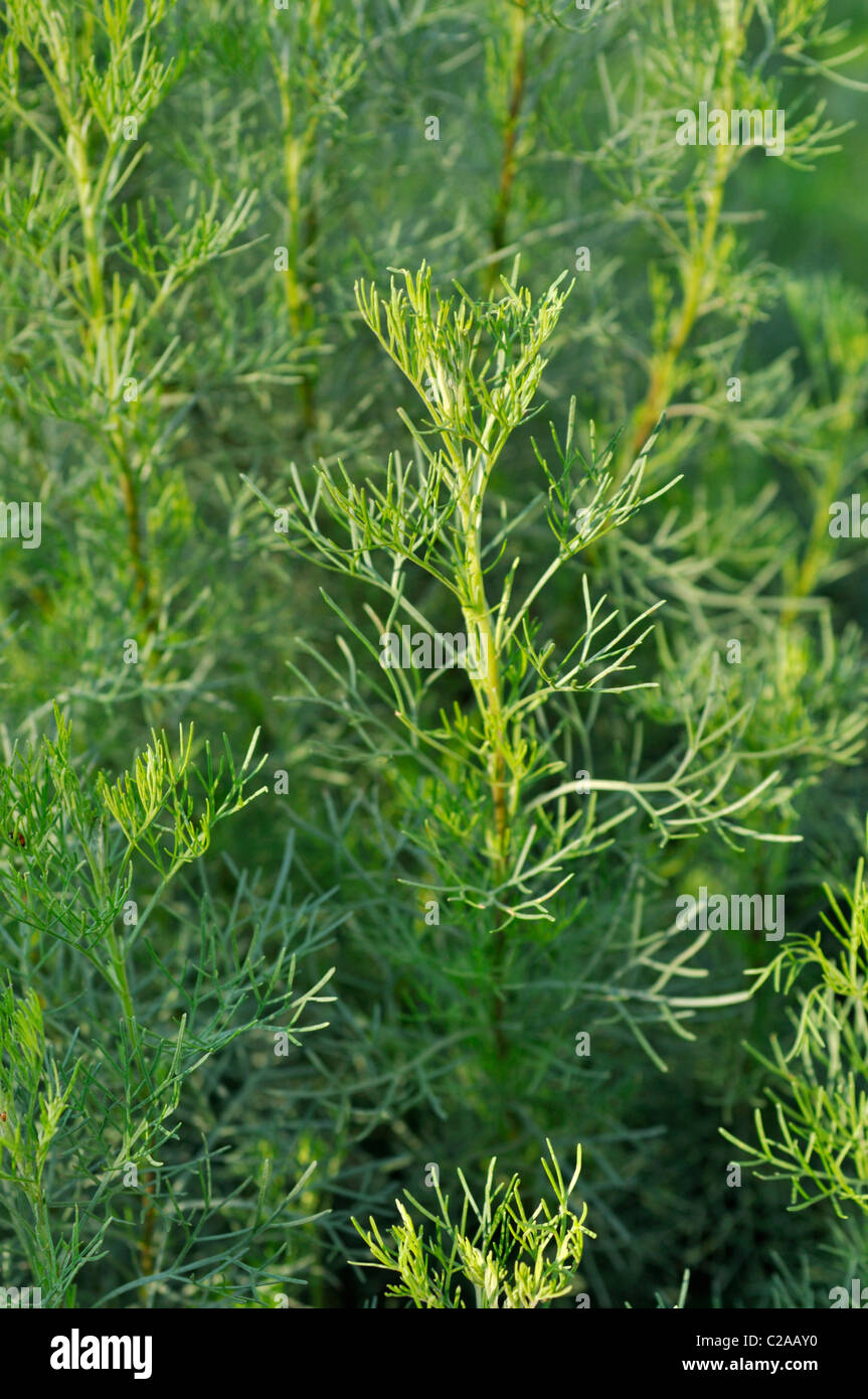 Camphor-scented southernwood (Artemisia alba syn. Artemisia camphorata) Stock Photo