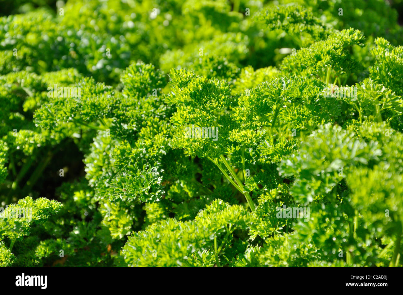 Parsley (Petroselinum crispum 'Grüne Perle') Stock Photo