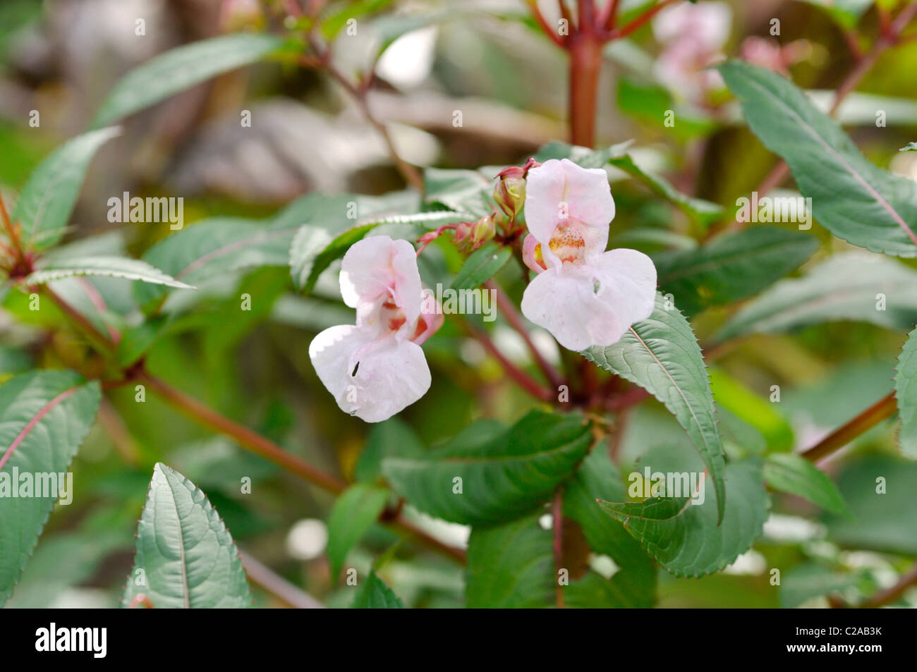 Garden balsam (Impatiens balsamina) Stock Photo