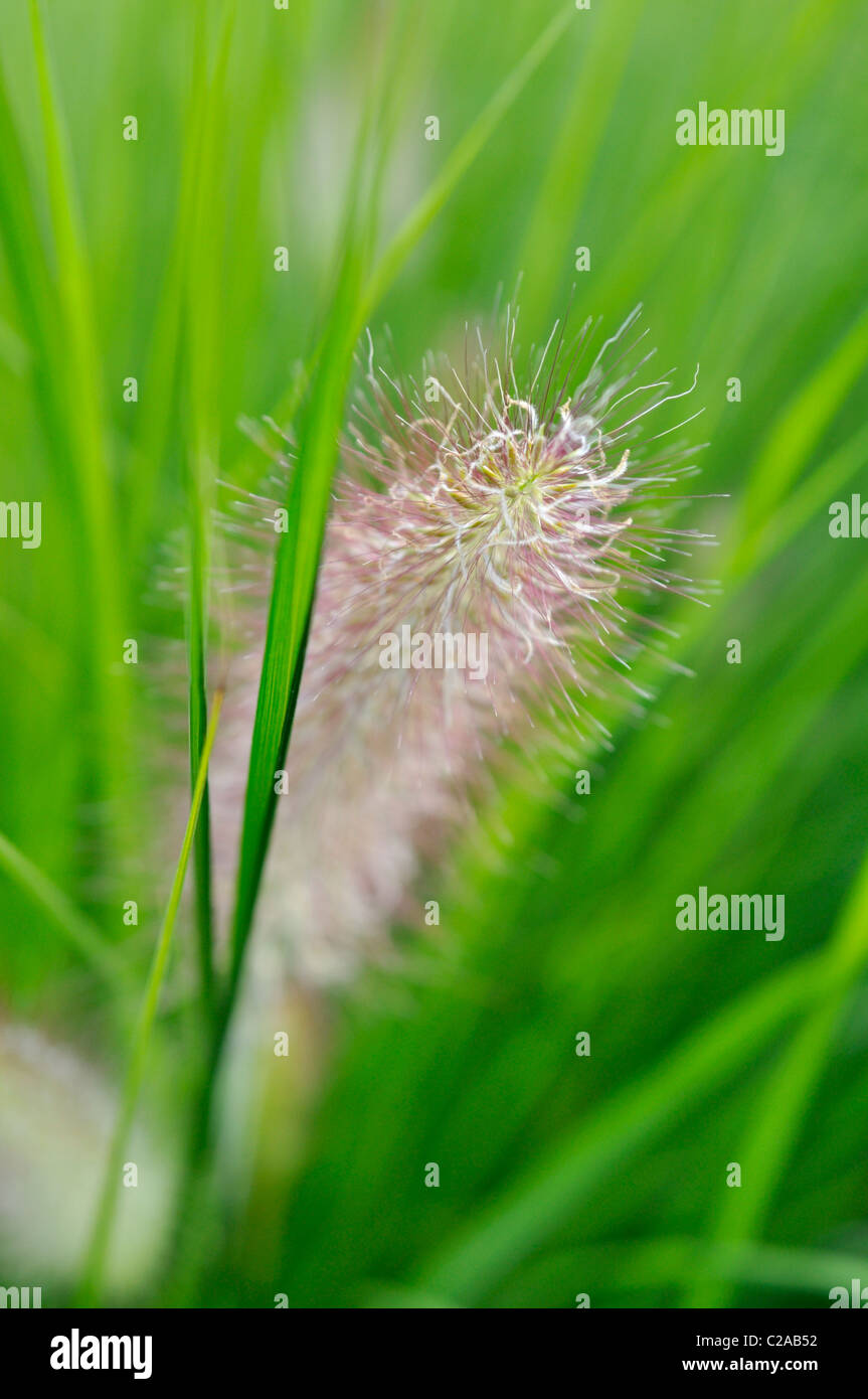 Dwarf fountain grass (Pennisetum alopecuroides) Stock Photo