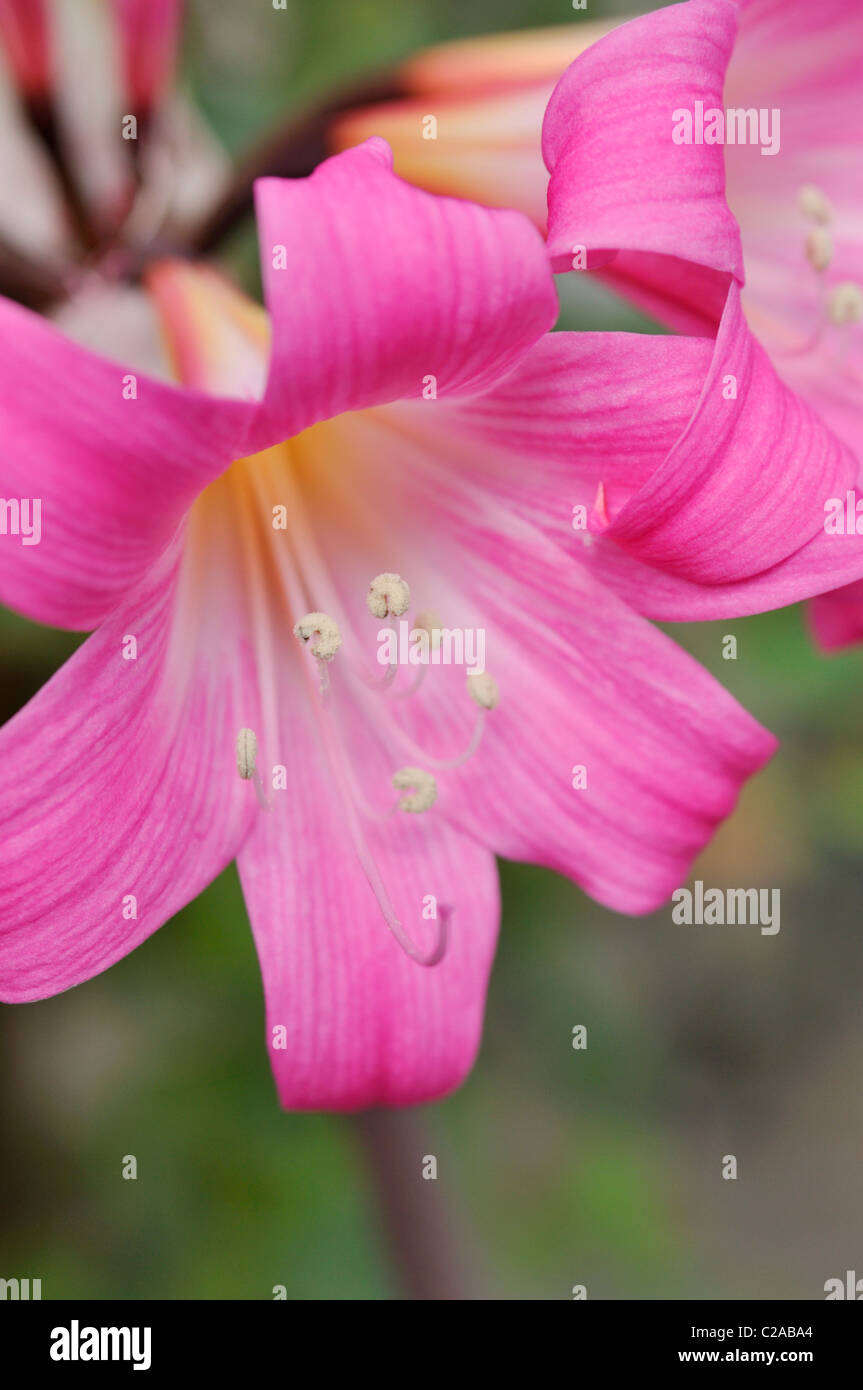Belladonna lily (Amaryllis belladonna) Stock Photo
