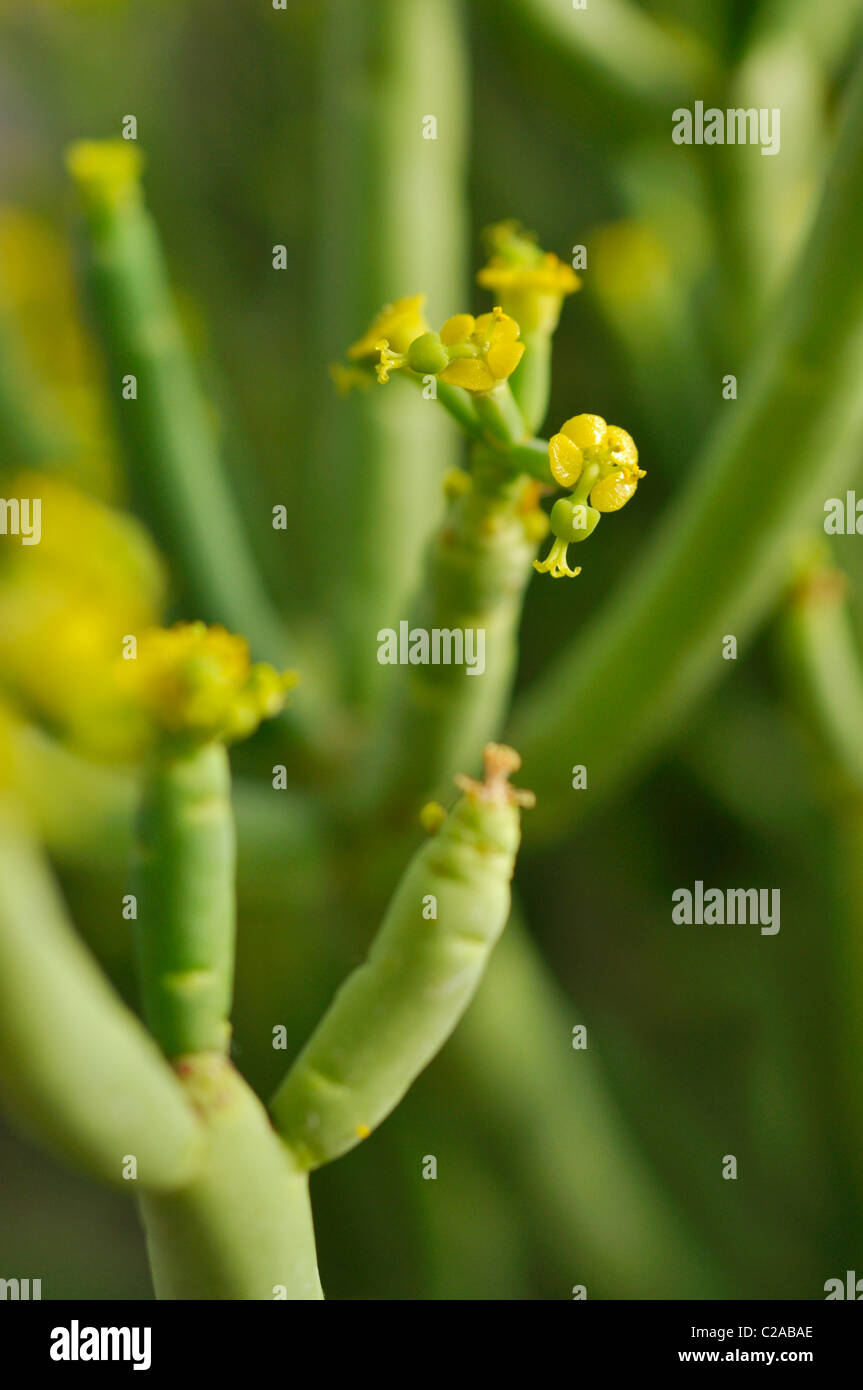 Leafless spurge (Euphorbia aphylla) Stock Photo