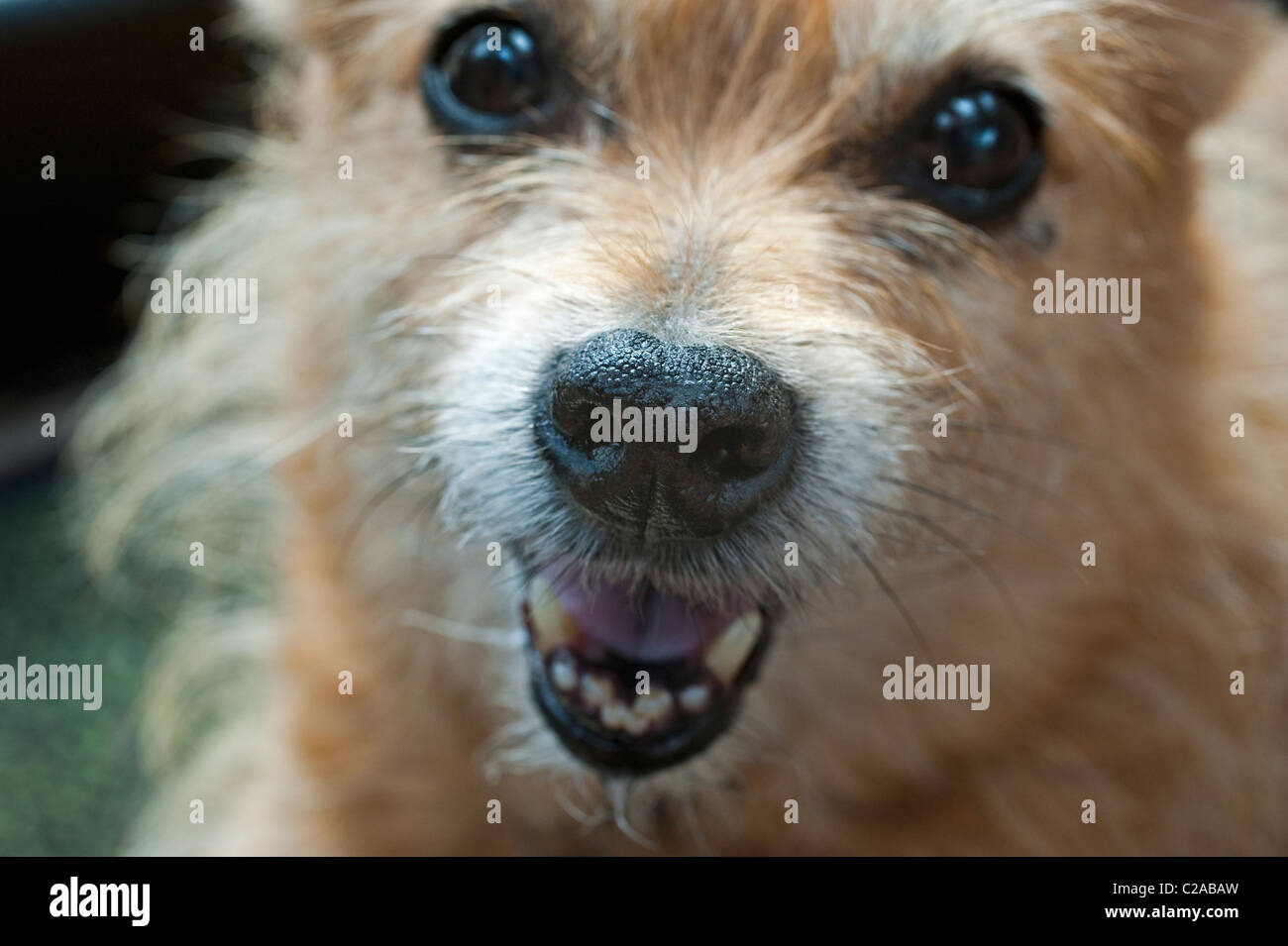 Is The Nose The Most Sensitive Part Of A Dog