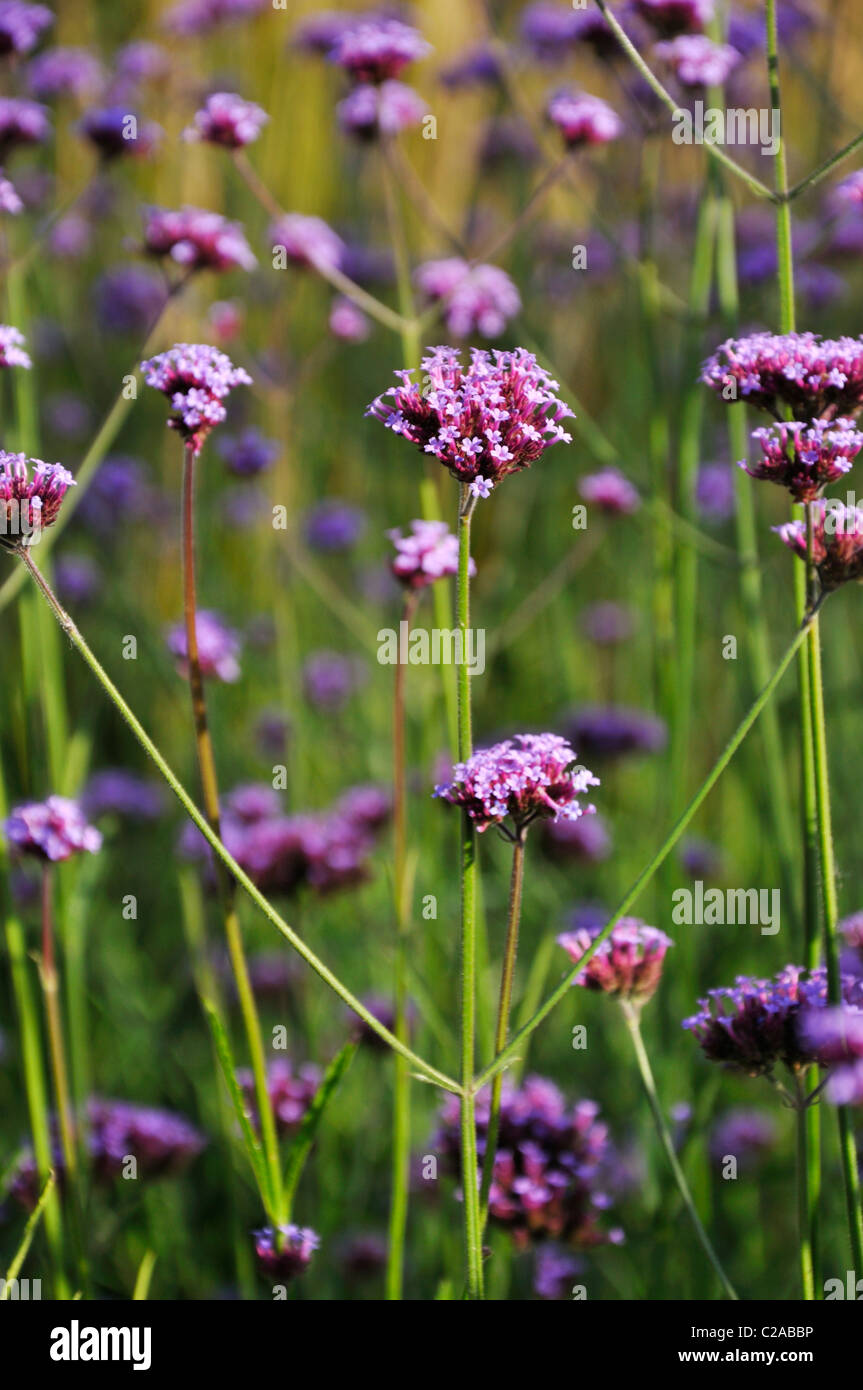 Purpletop vervain (Verbena bonariensis) Stock Photo