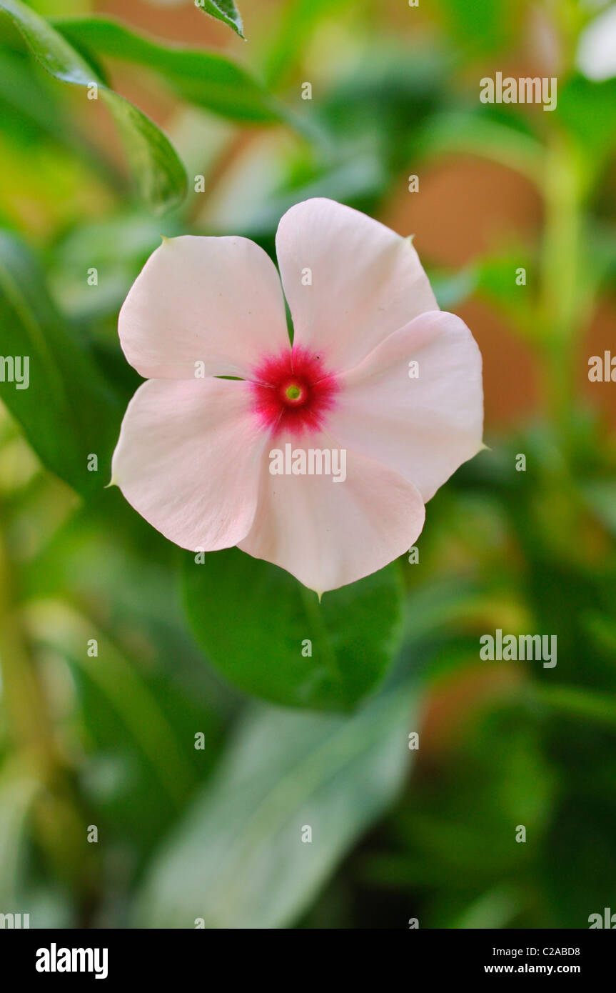 Madagascar periwinkle (Catharanthus roseus Stock Photo - Alamy