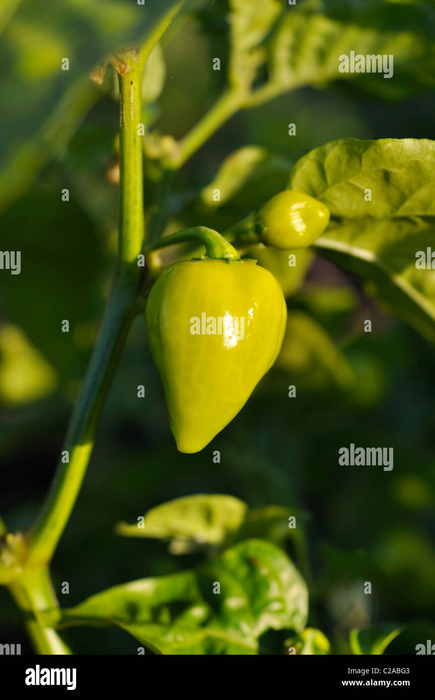 Habanero (Capsicum chinense Stock Photo - Alamy