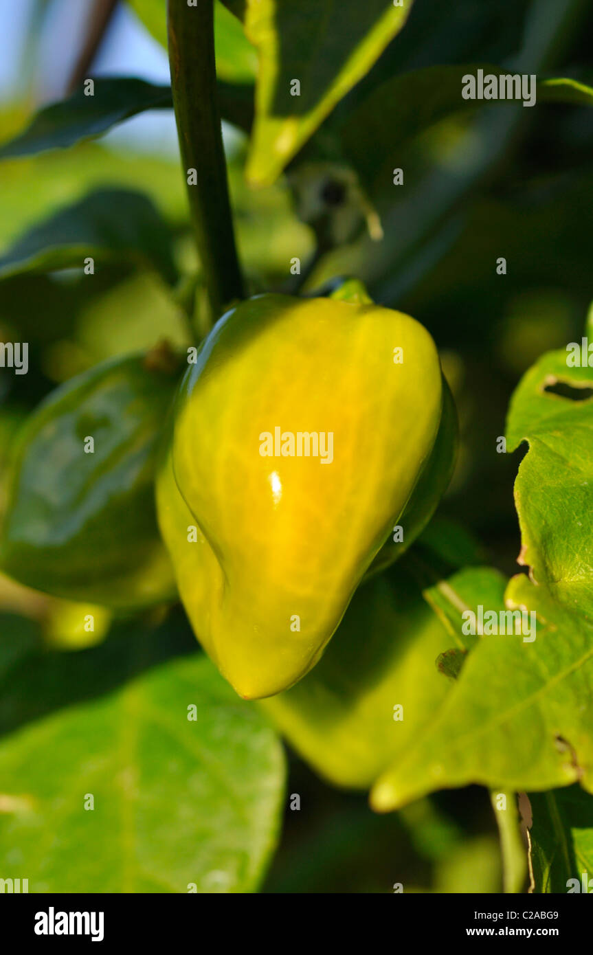 Habanero (Capsicum chinense Stock Photo - Alamy