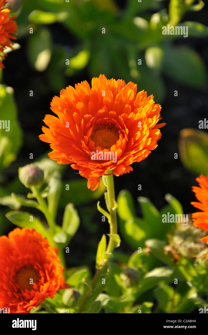 Pot marigold (Calendula officinalis 'Greenheart Orange') Stock Photo