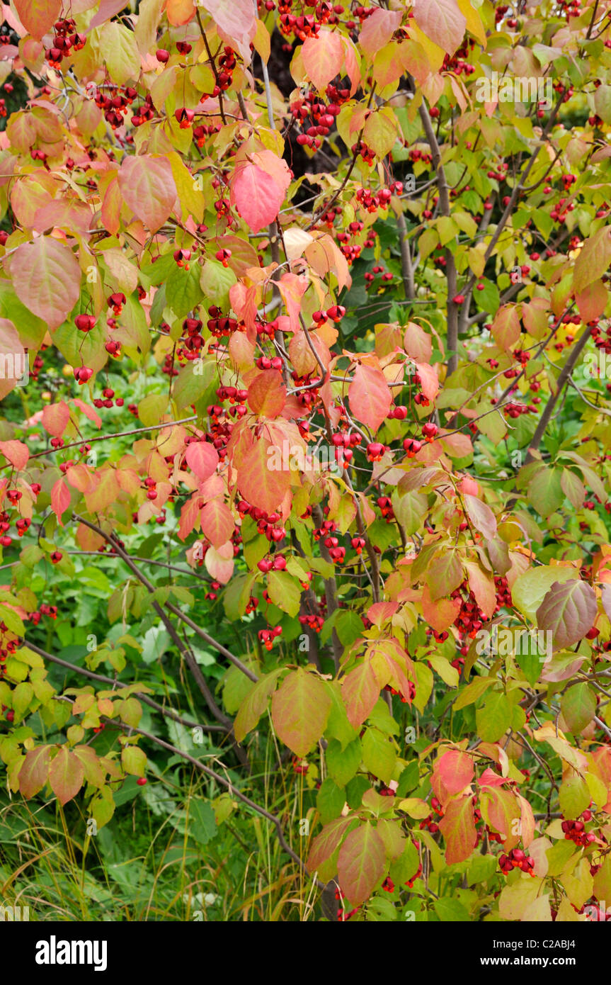 Spindle tree (Euonymus) Stock Photo