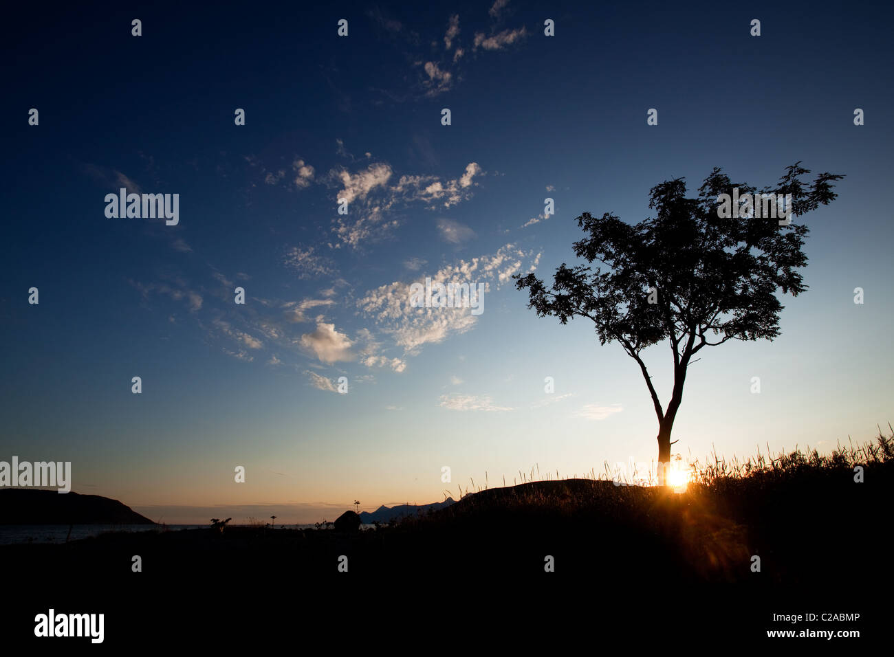 A tree silhouette against a sunset and ocean background Stock Photo - Alamy