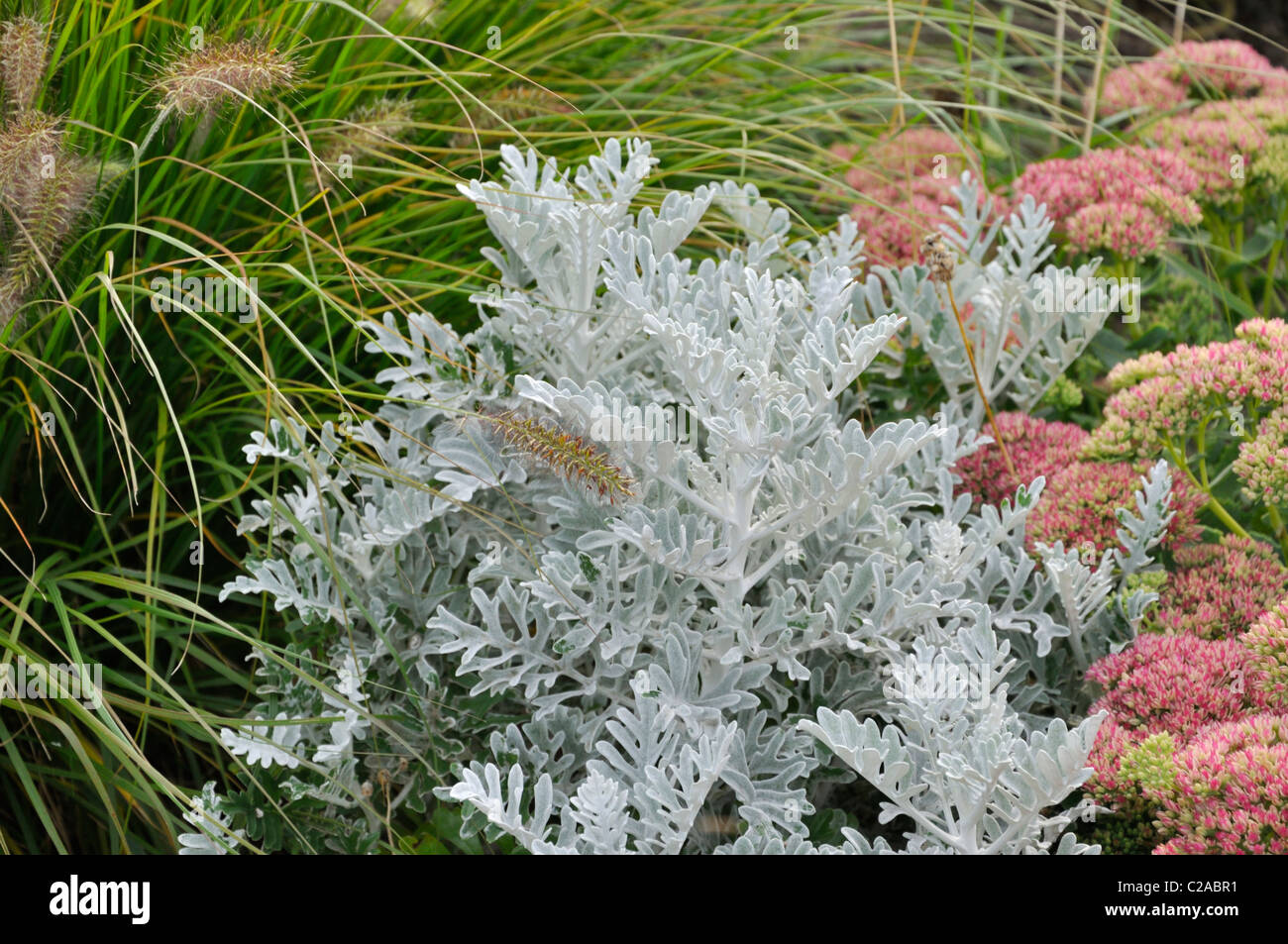 Silver groundsel (Senecio cineraria), fountain grass (Pennisetum) and orpine (Sedum telephium syn. Hylotelephium telephium) Stock Photo