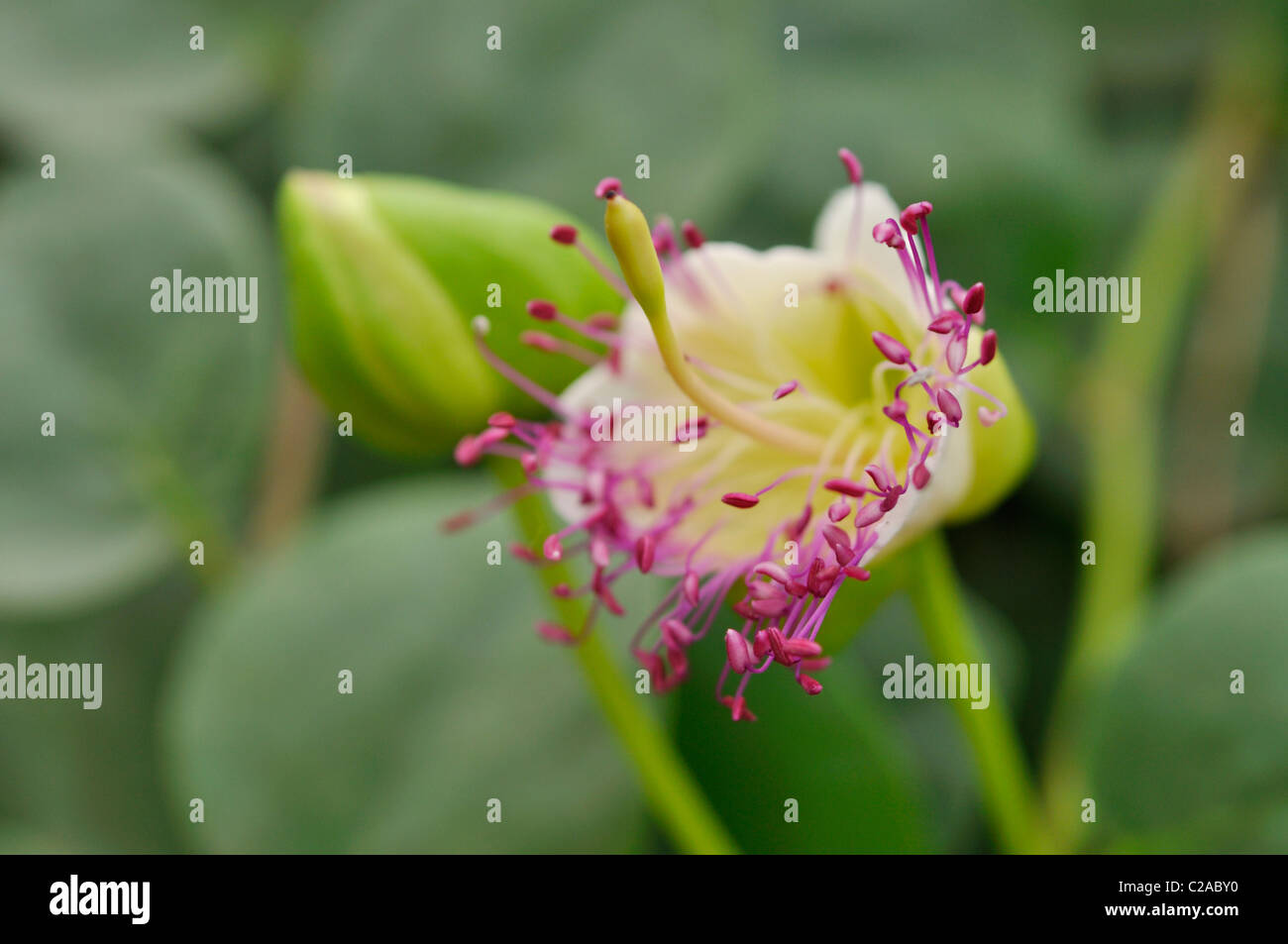 Skat udstilling indlogering Plant capparaceae caper hi-res stock photography and images - Alamy