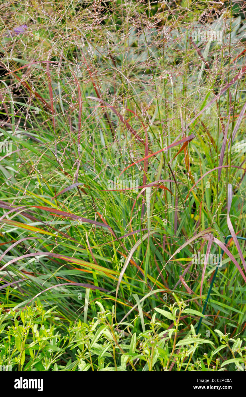 Switch grass (Panicum virgatum 'Rotstrahlbusch') Stock Photo