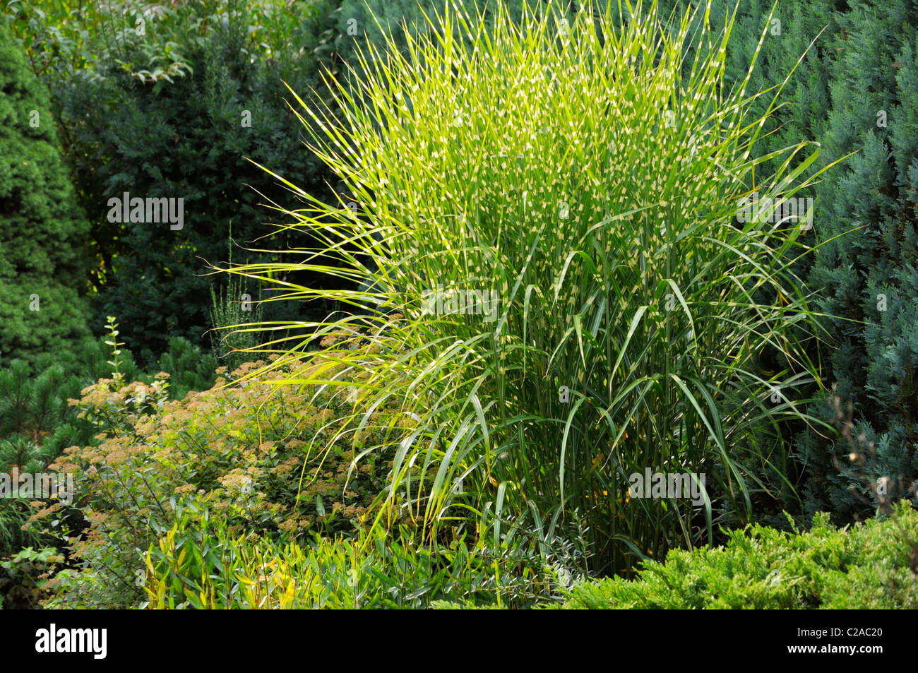 Chinese silver grass (Miscanthus sinensis 'Strictus' Stock Photo Alamy