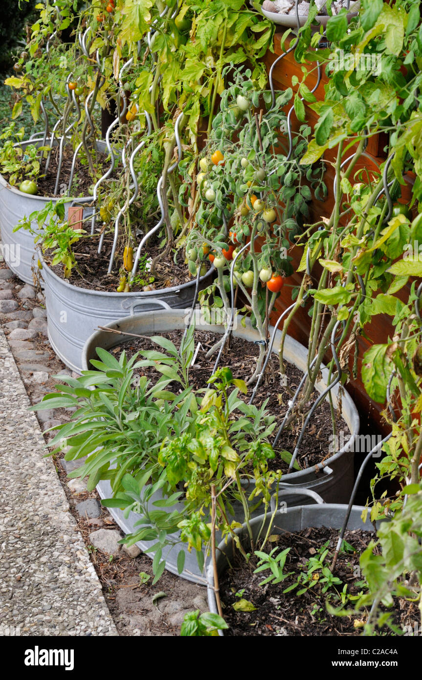 Tomatoes (Lycopersicon esculentum) in tin troughs. Design: Marianne and Detlef Lüdke Stock Photo