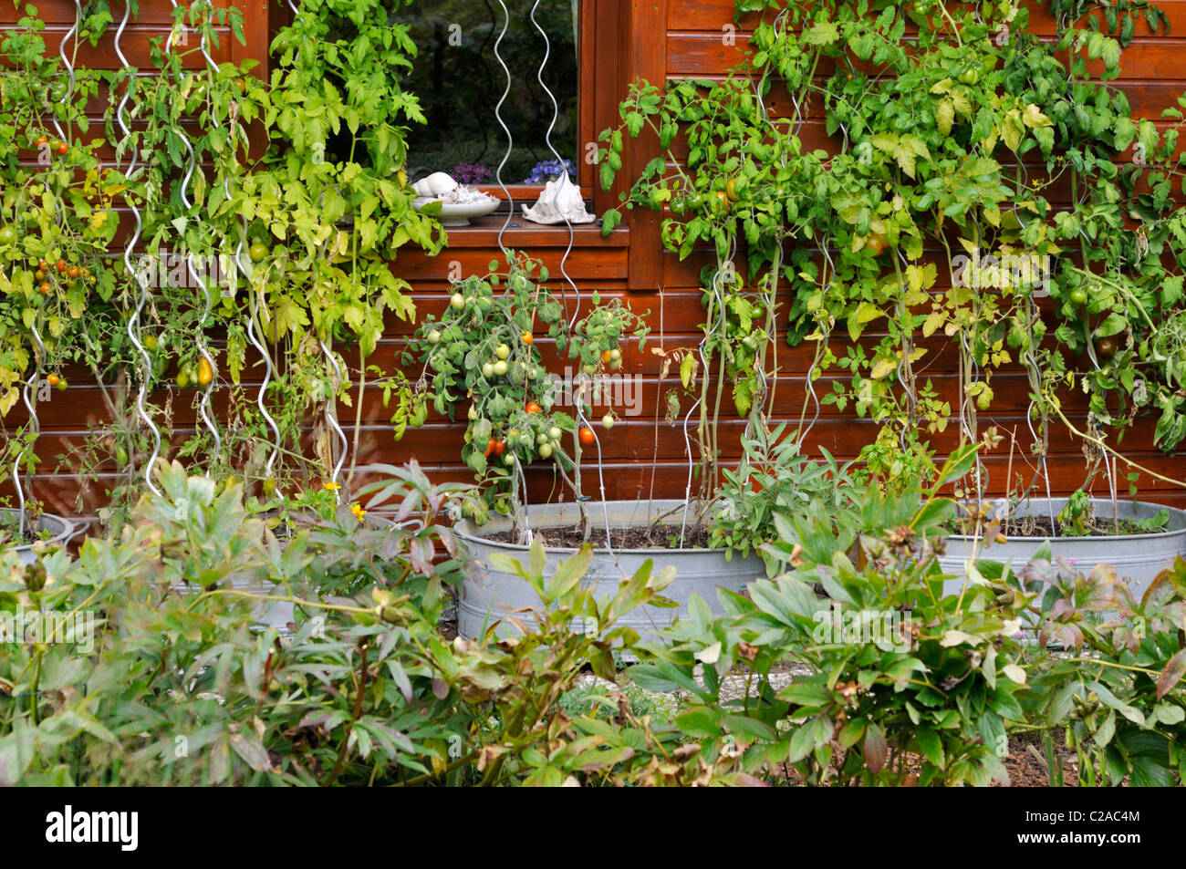 Tomatoes (Lycopersicon esculentum) in tin troughs. Design: Marianne and Detlef Lüdke Stock Photo