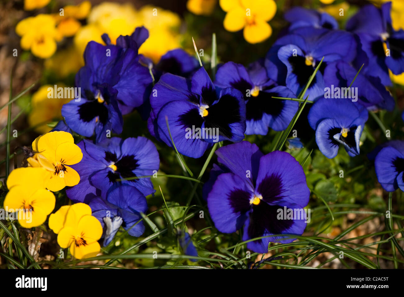 Blue and Yellow Blotch Violas in flower Stock Photo