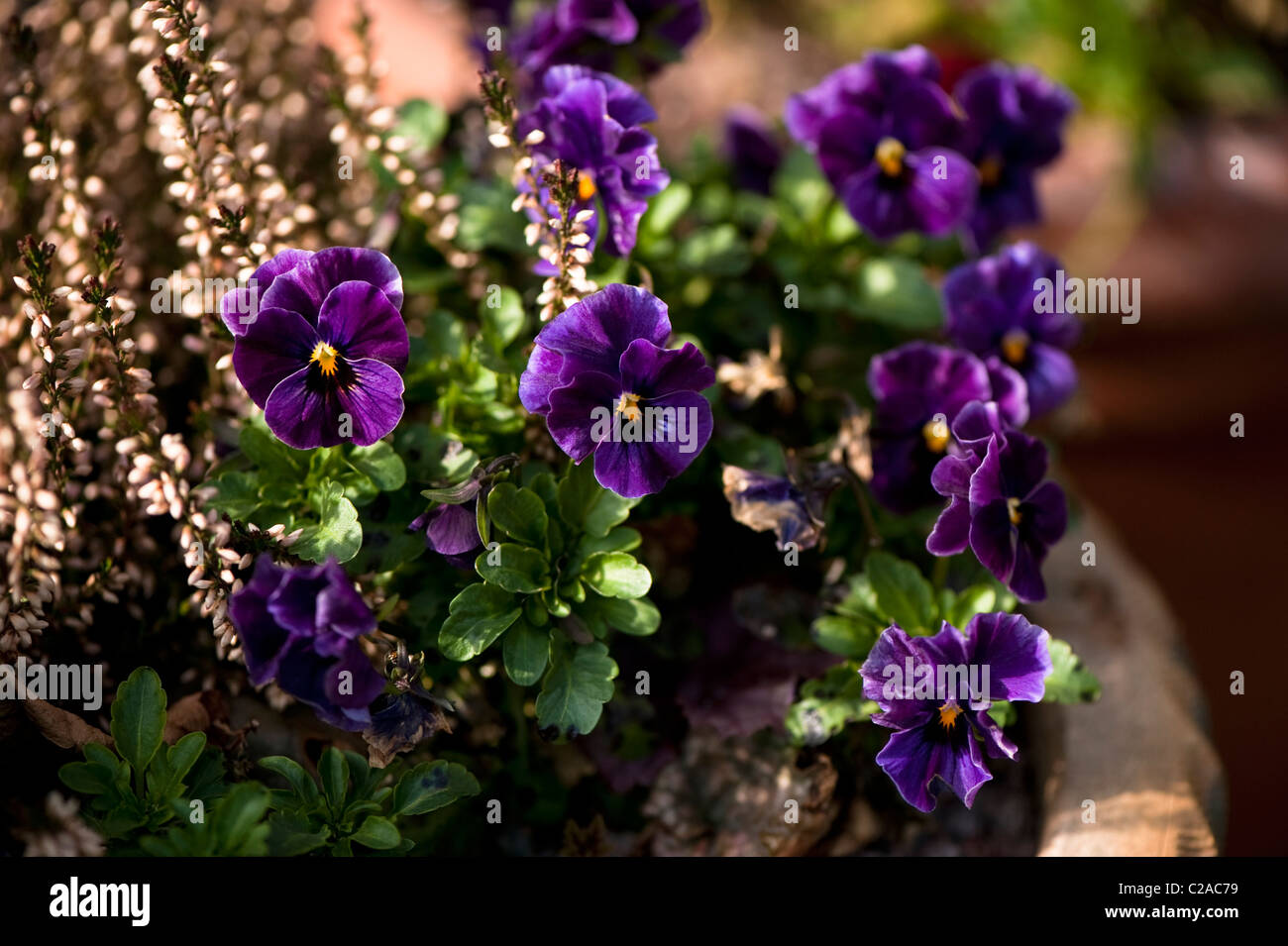Viola F1 Antique Shades in bloom with Calluna vulgaris ‘Bud Bloomers’ in the background Stock Photo