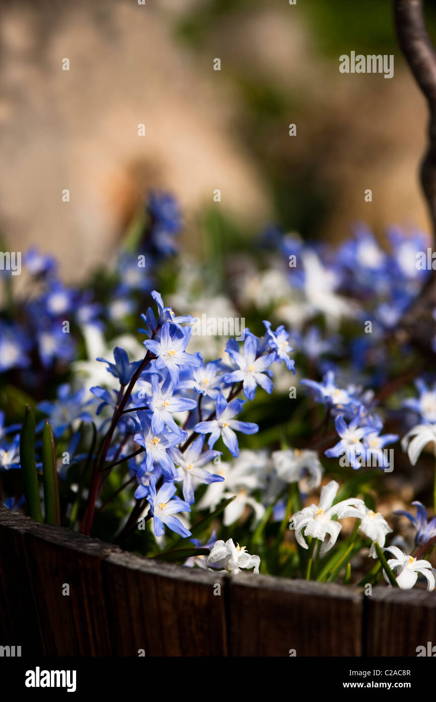Chionodoxa Forbesii and Chionodoxa Luciliae Alba, Glory of the Snow, in a wooden planter Stock Photo