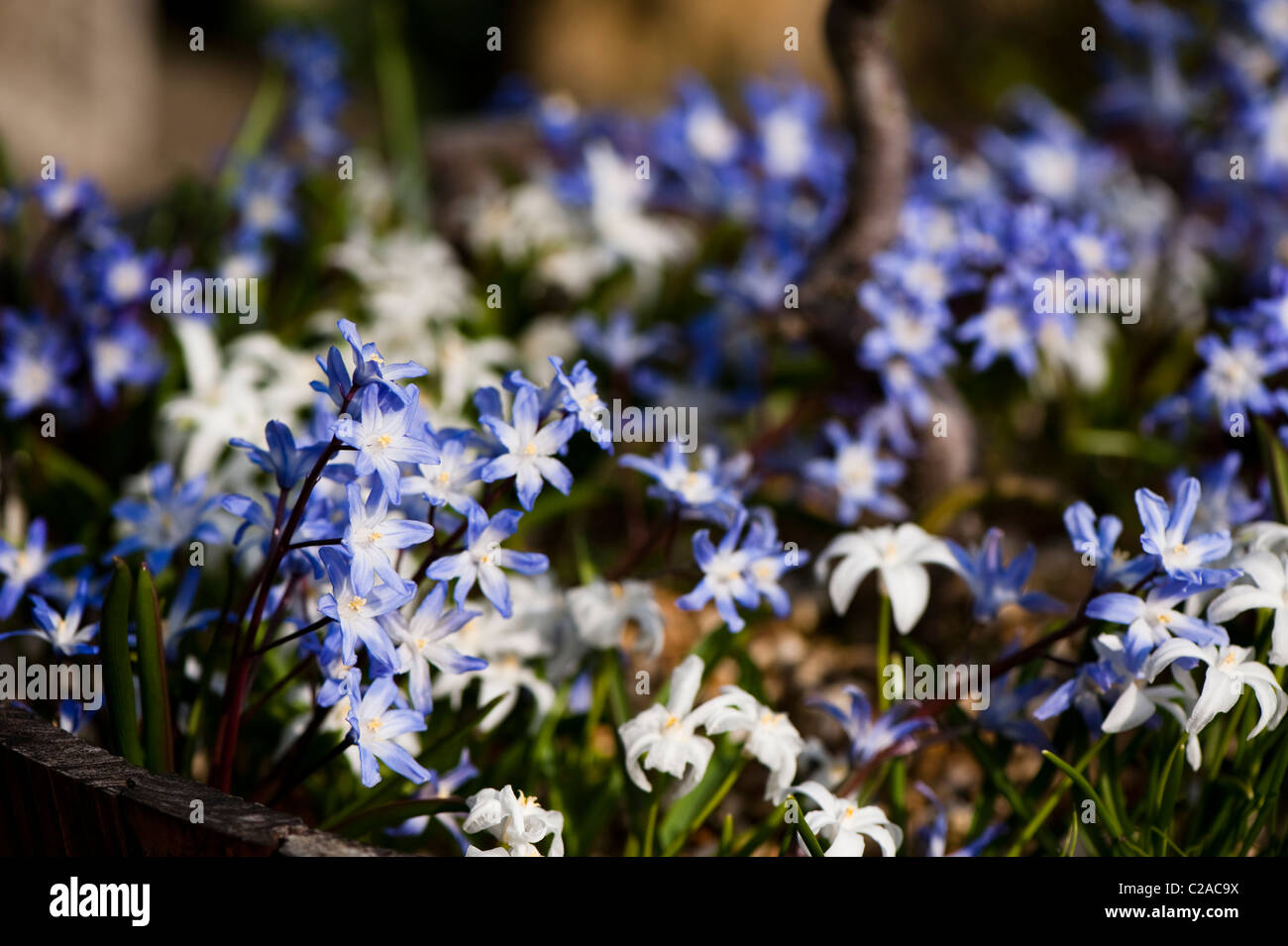 Chionodoxa Forbesii and Chionodoxa Luciliae Alba, Glory of the Snow, in a wooden planter Stock Photo
