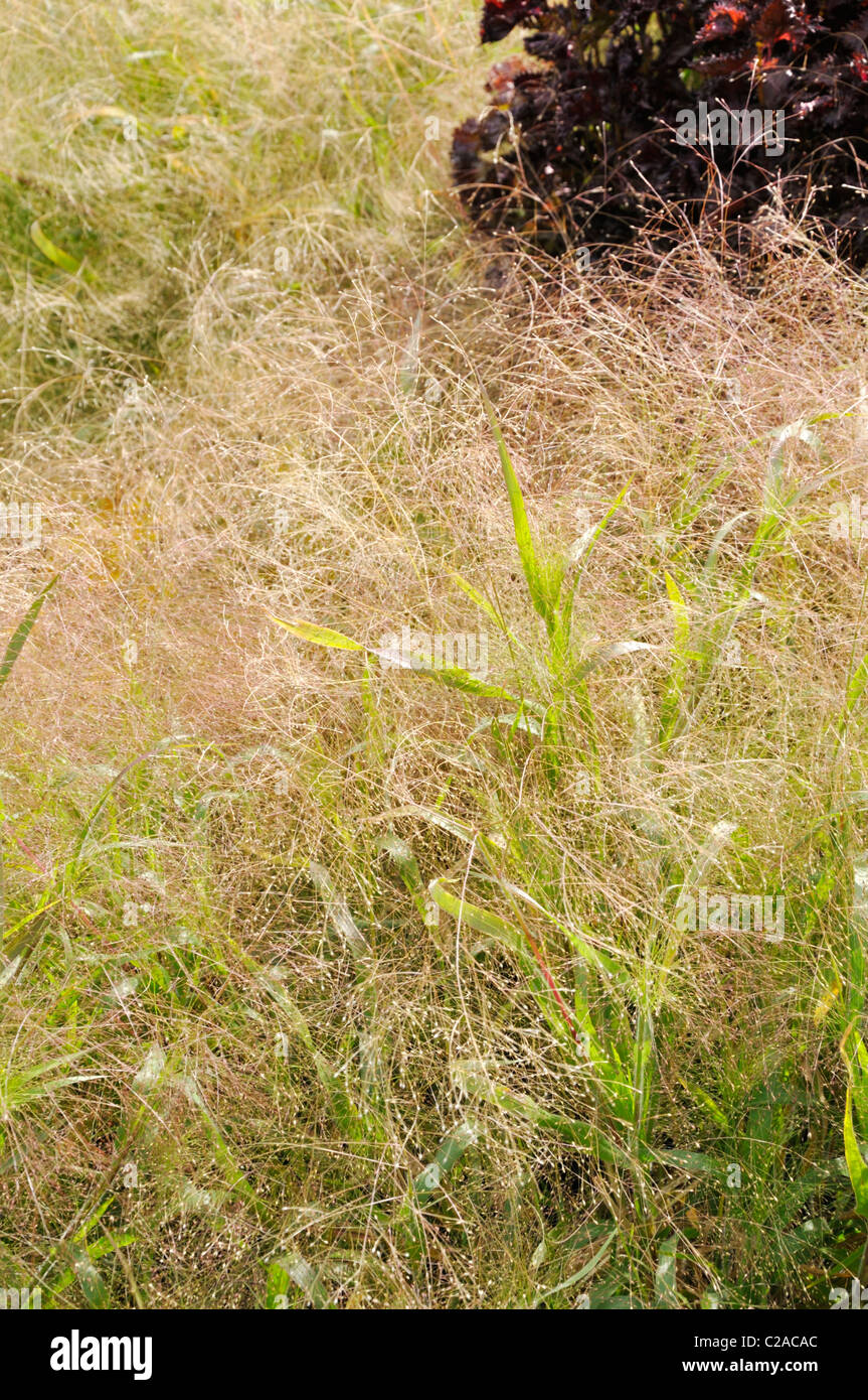 Switch grass (Panicum virgatum 'Gold Fountain') Stock Photo