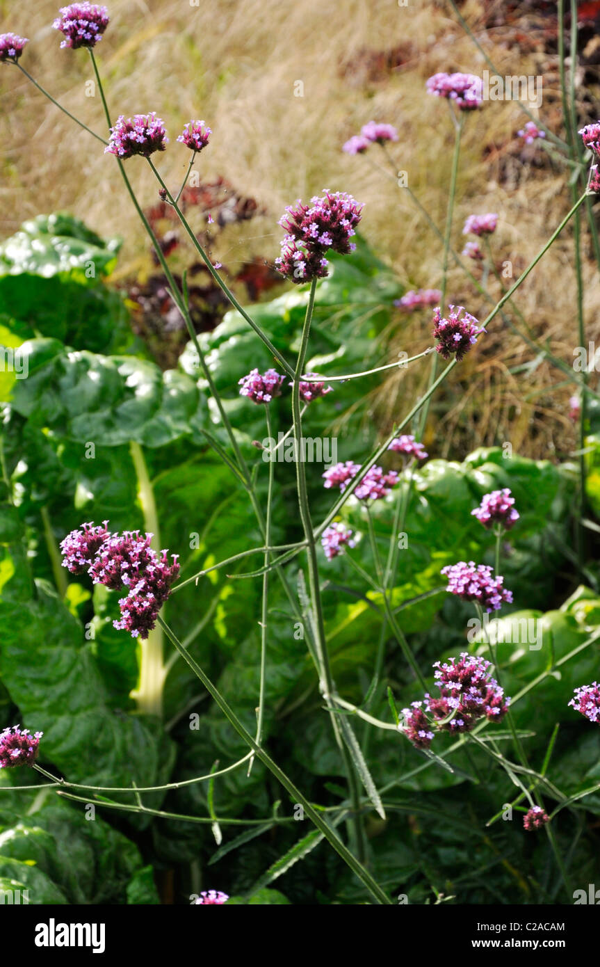 Purpletop vervain (Verbena bonariensis) Stock Photo